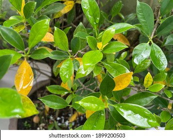 Yellow Leaves Of Weeping Fig Tree