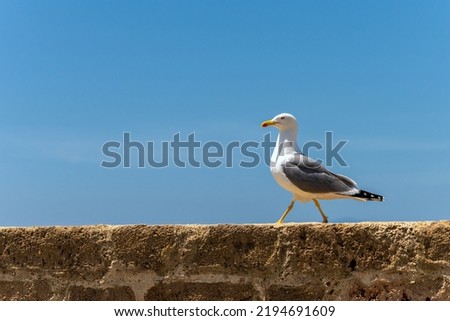 A yellow legged gull (Larus michahellis) on the rock, at sea, in the sunrise. In Sardinia, Sardegna, Italy. A beautiful moment of a seagull at sunrise on a rock. In summer, day, sunny day, afternoon.