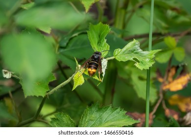 Yellow Legged Hornet On Leaf Springtime Stock Photo 1466550416 ...