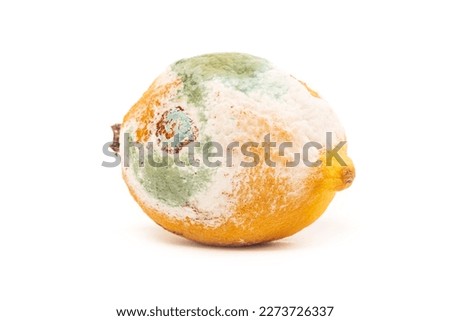 yellow lemon is all covered with fungus, mold. ruined. white background. close-up