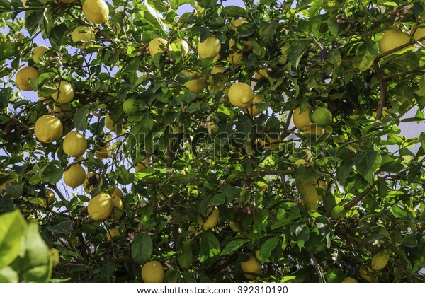 Yellow Lemon Multi Fruit Tree Blue Stock Photo Edit Now 392310190