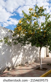 Yellow Lemon Tree On A White Background With Shadow Along A Pavement In A Town Of Andalucia In Spain