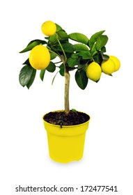 Yellow Lemon Tree In A Pot Isolated On White