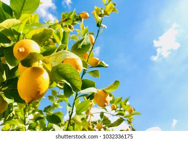 Yellow lemons on blue sky