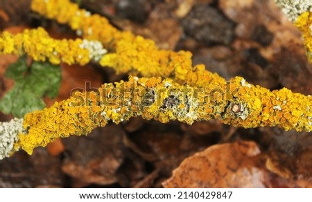 Yellow lichen on a group of thin branches. Tree branches covered with yellow and orange funghi. Common orange lichen on a tree bark. Detail of yellow scale - separated dark orange cups in big group. 