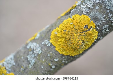 Yellow Lichen On A Tree. 