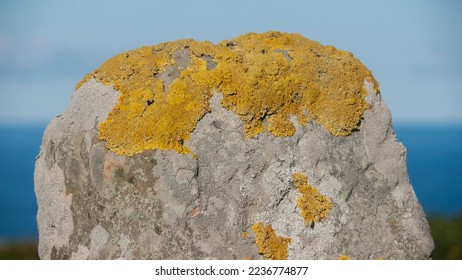 Yellow lichen in rock by the sea