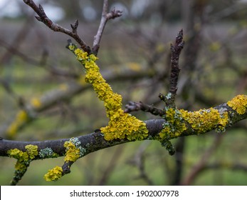 Yellow Lichens On Fruit Tree Branch.