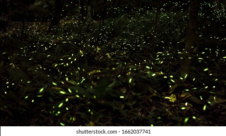 Yellow light of firefly insect flying in the night forest, background of Taiwan. Many fireflies are dancing around the trees on mountain Taipei. Taiwanese fireflies season. Beautiful nature landscape