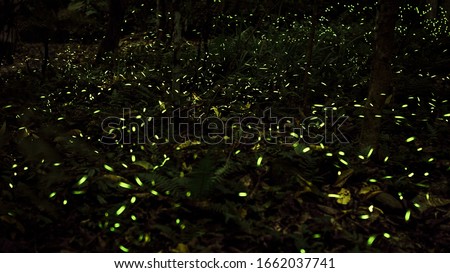 Yellow light of firefly insect flying in the night forest, background of Taiwan. Many fireflies are dancing around the trees on mountain Taipei. Taiwanese fireflies season. Beautiful nature landscape