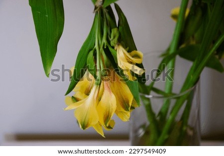 yellow lilies with red and green specs droop from their stems in a vase