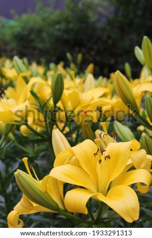 Yellow lilies in the shrub 