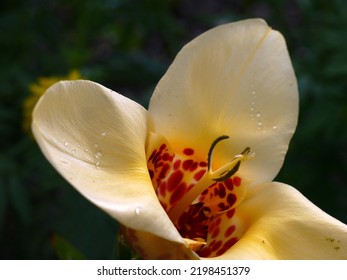 Yellow Lily Flower In Bloom Outdoors In Summer Rainy Garden