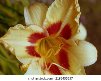 Yellow Lily Flower In Bloom Outdoors In Summer Rainy Garden