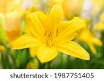 Yellow lily flower close up on natural background