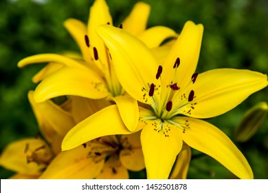 Yellow lily flower in the garden. Commonly known as the Oriental Lily of the Starman (selective focus)
