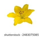 Yellow lily flower isolated on white. Lilium flower head with pistil,stamens and brown anthers.