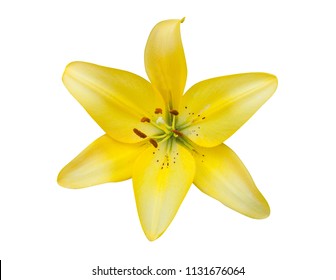 Yellow Lily Flower Isolated On White