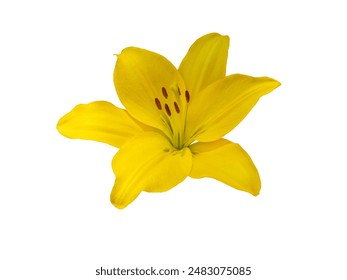 Yellow lily flower isolated on white. Lilium flower head with pistil,stamens and brown anthers. - Powered by Shutterstock