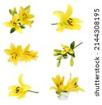 Yellow lily flowers on a white background 