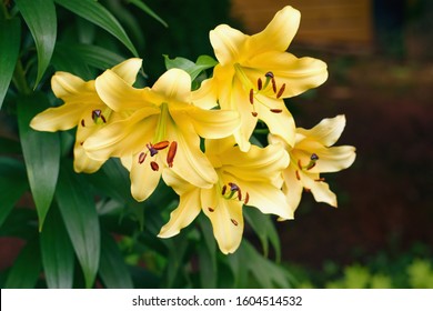 Yellow Lily In The Garden, Lilium Orientalis 