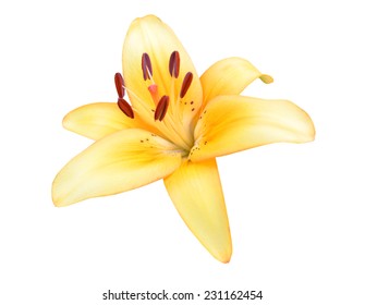 A Yellow Lily Isolated