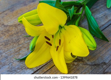 Yellow Lily (Lilium Philadelphicum). Wood 