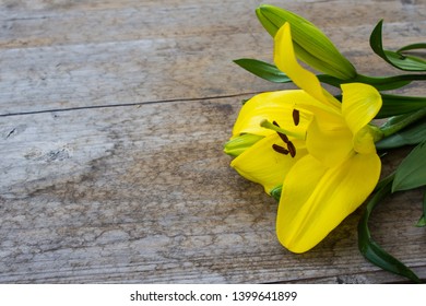 Yellow Lily (Lilium Philadelphicum). Wood 