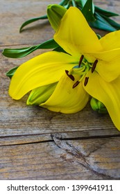 Yellow Lily (Lilium Philadelphicum). Wood 