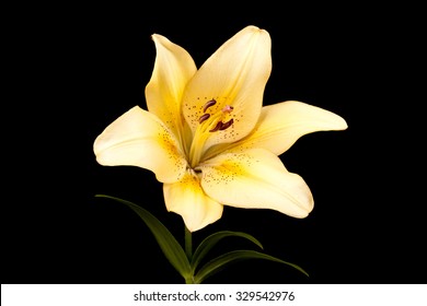 Yellow Lily On A Black Background 