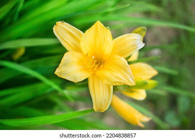 yellow lily on a blurry background of greenery - Shutterstock ID 2204838857