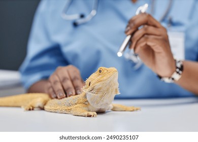 Yellow lizard lying on table and female vet expert of Black ethnicity examining bearded dragons eye using medical penlight to check reaction of pupils to light in clinic, focus on head, copy space
