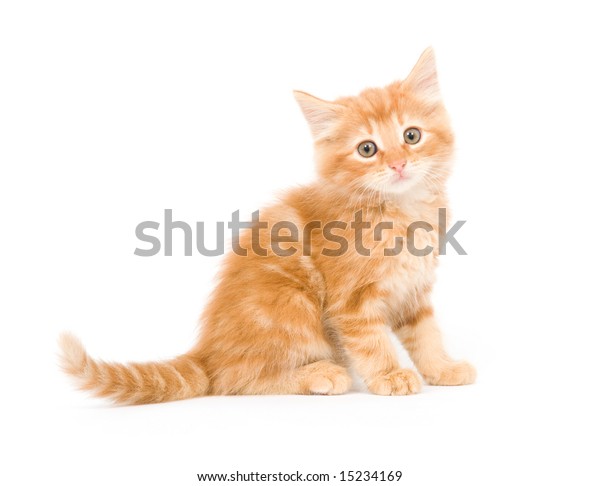 Yellow Longhaired Kitten Sitting On White Stock Photo Edit Now