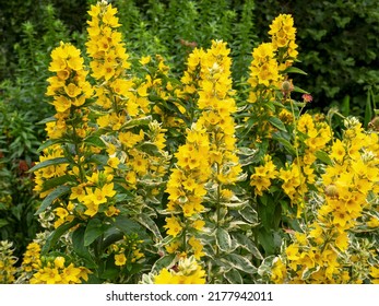 Yellow loosestrife Lysimachia punctata Alexander flowering in a garden - Shutterstock ID 2177942011