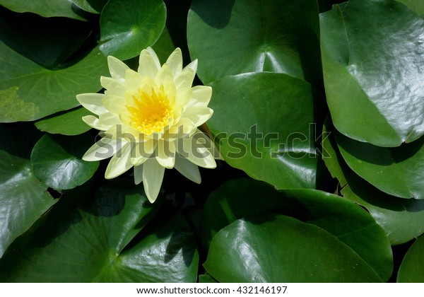 Download Yellow Lotus On Lotus Leaf Royalty Free Stock Image PSD Mockup Templates