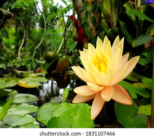 Lotus House High Res Stock Images Shutterstock