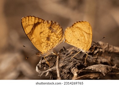 Yellow love
Here we see two yellow butterflies copulating in an environment with similar colors - Shutterstock ID 2314269765