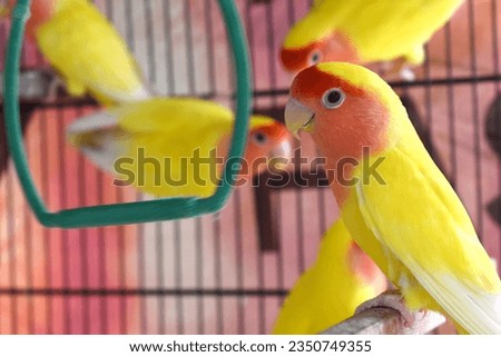 yellow lovebird, lotino lovebird, Rosy-faced Lovebird, Agapornis roseicollis, also known as the Peach-faced Lovebird, peach face parrot in the cage