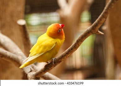 Yellow Lovebird (small Parrot) On The Branch With Her Head Tilt Looking At Something Higher Than Her.