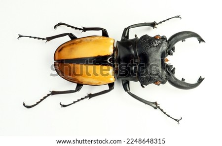 Yellow lucanus beetle isolated on white. Odontolabis ludekingi macro close up, lucanidae, collection beetles, insect