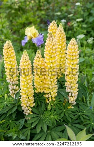 Yellow lupin flowers in the spring sunshine