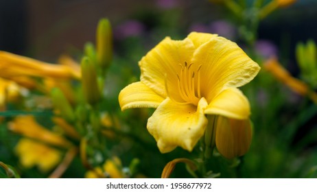 [Imagen: yellow-lys-flower-closeup-garden-260nw-1958677972.jpg]