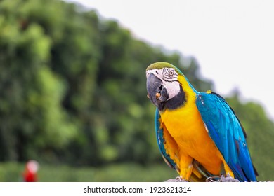 Macaw 图片 库存照片和矢量图 Shutterstock