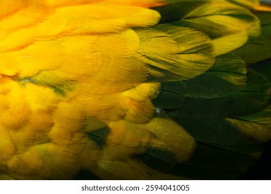 Yellow Macaw feather. texture or background.