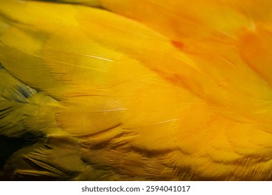 Yellow Macaw feather. texture or background.