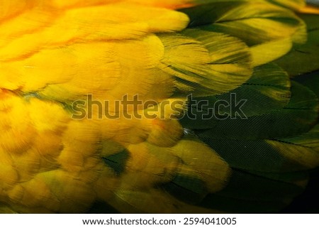 Yellow Macaw feather. texture or background.