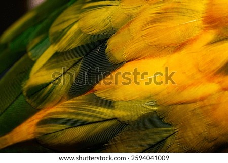 Yellow Macaw feather. texture or background.