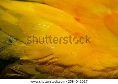 Yellow Macaw feather. texture or background.