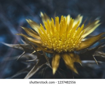 Yellow macro flower