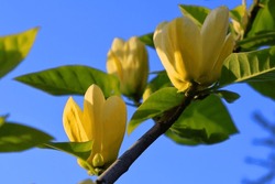 Yellow Magnolia, Flowering Tree In The Garden
